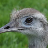 The greater rhea