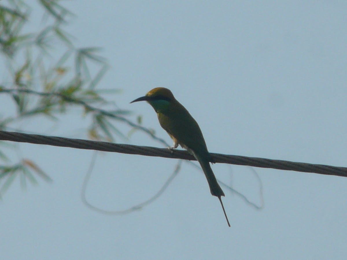 small bee-eater