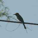 small bee-eater
