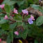 Common Lungwort