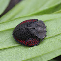 Colossal Tortoise Beetle