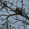 Nothern Red Shafted Flicker