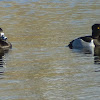 Ringnecked Duck (Male)