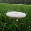 Green-spored Lepiota Mushroom