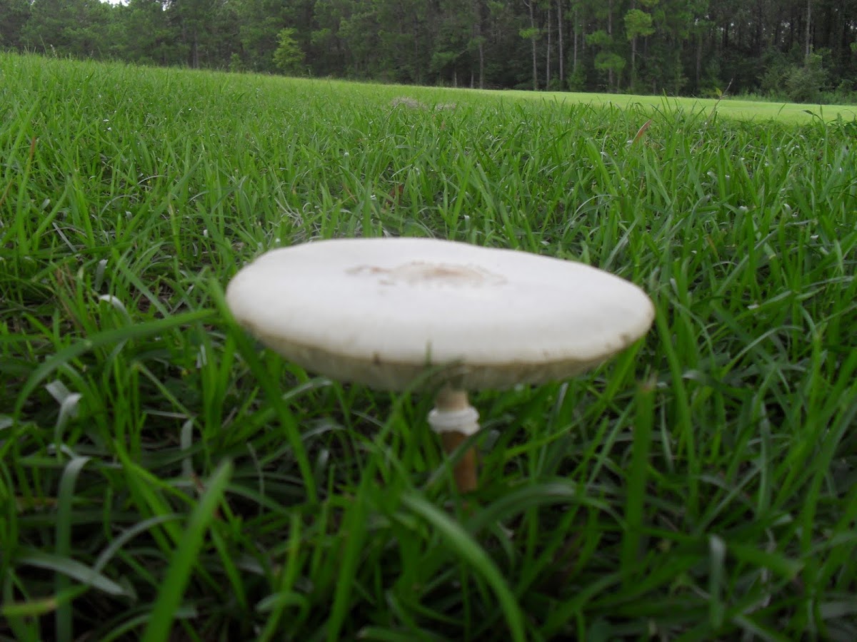 Green-spored Lepiota Mushroom