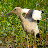 Asian openbill stork