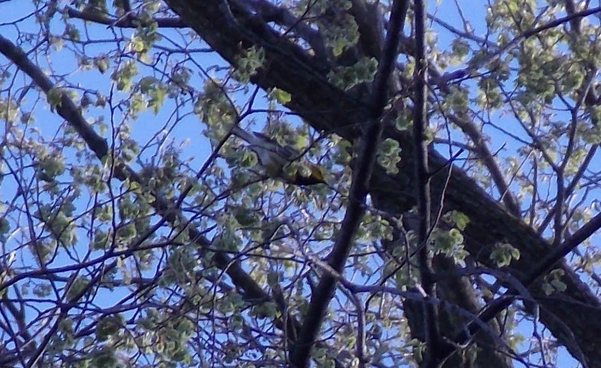 Black-Throated Green Warbler