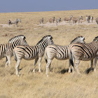 Plains Zebra