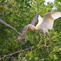 White Ibis and chick