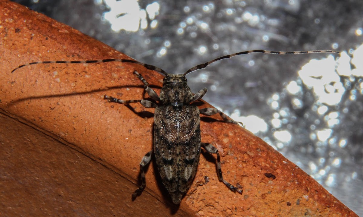 Flat-faced longhorn beetle