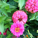 zinnia