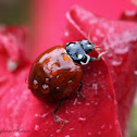 Blood-Red Ladybird Beetle