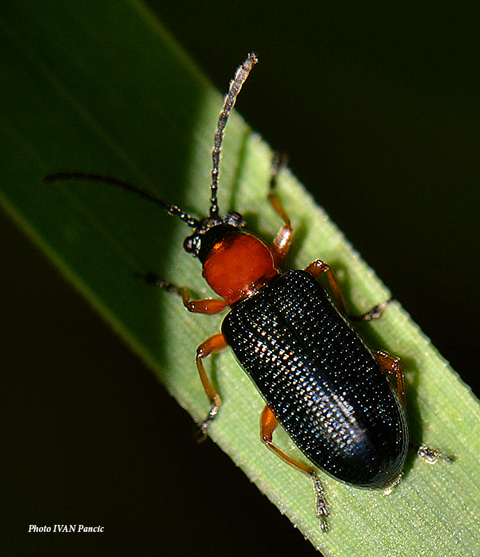 Cereal Leaf Beetle
