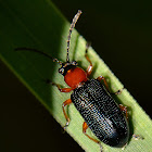 Cereal Leaf Beetle