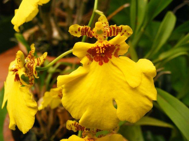 Wydler's Dancing-lady Orchid