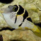 Valentinni's Sharpnose Puffer