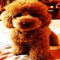 3D cute dog 6-8 logo