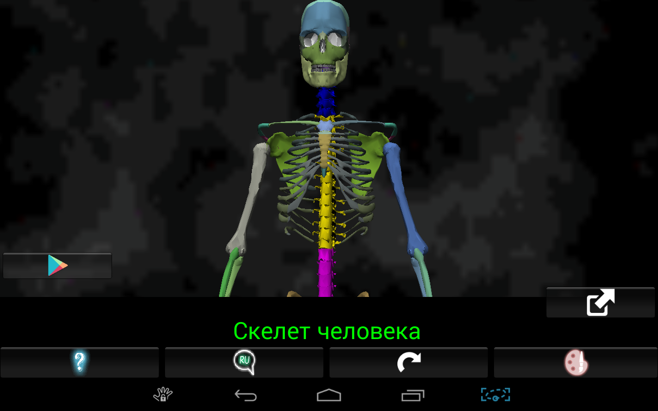 Приложения на Google Play – Кости человека 3D (анатомия)