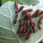 Pipevine Swallowtail Caterpillars