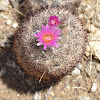 Foxtail Cactus