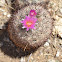 Foxtail Cactus