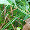 Ctenomorpha chronus 竹節蟲