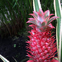 Ornamental Pineapple