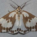 Magpie moth