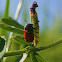 Leaf beetle