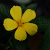 yellow buttercup/yellow alder