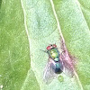 Green blow fly