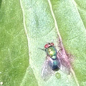 Green blow fly