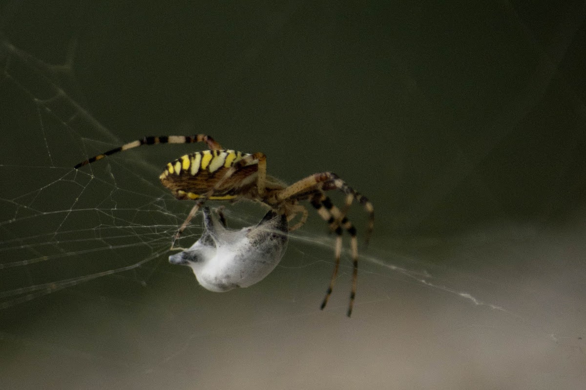 Spider wasp