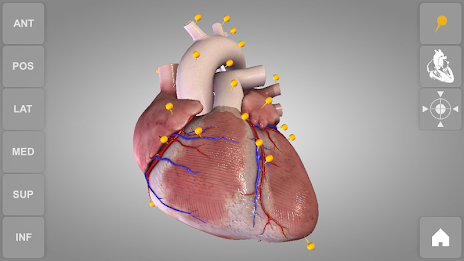 Heart 3D Anatomy Lite poster 7