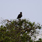 Eagle - African Fish Eagle