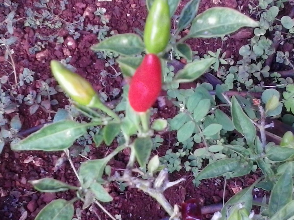 Hawaiian chili peppers