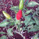 Hawaiian chili peppers