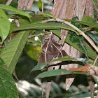 Tropical Swollowtail Moth