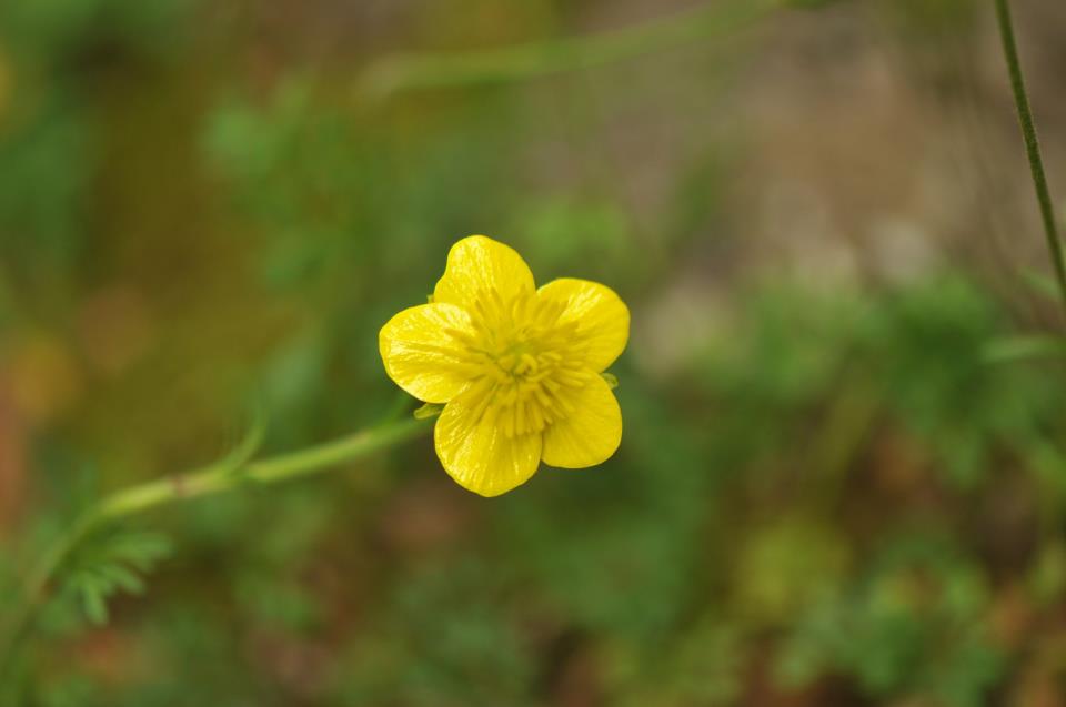 Creeping Buttercup