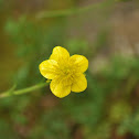 Creeping Buttercup