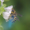 European Wool Carder Bee, female