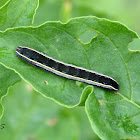 Yellow-striped Armyworm Caterpillar