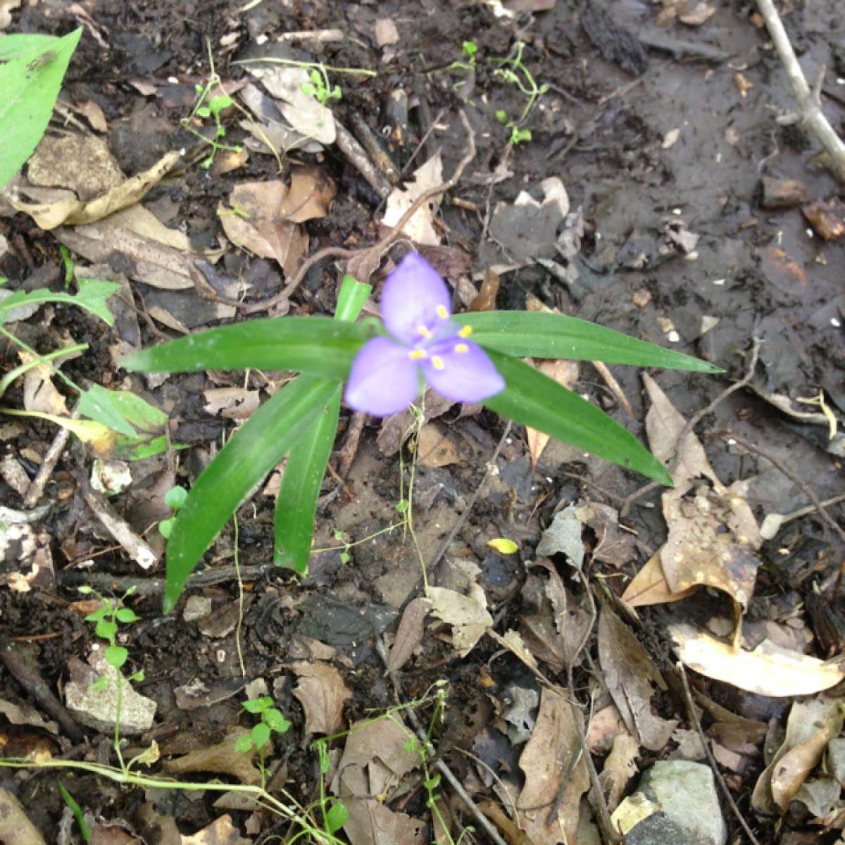 Ohio spiderwort