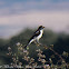 Woodchat Shrike; Alcaudón Chillón