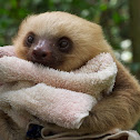 Two-toed Sloth (Juvenile)