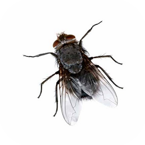 Pesky Fly Donation logo