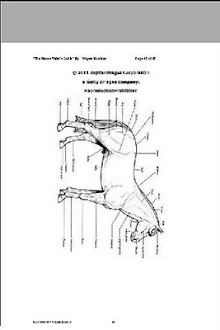 New Horse Riders Guide Preview
