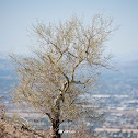 Palo Verde Tree