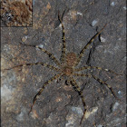 Huntsman or Giant crab spider