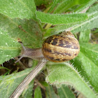 Caracol común